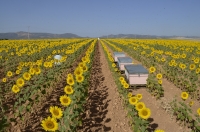 Uno de los campos de girasoles estudiados por los investigadores.