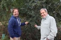 The researchers José Luis Quero and Esteban Hernández Esteban next to a Balearic boxwood