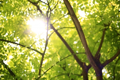 Árbol (Unsplash)