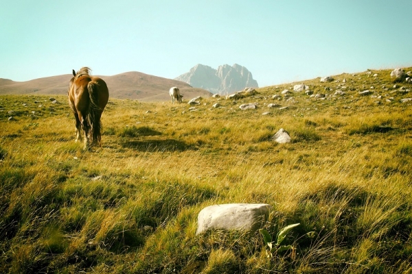 Medio Rural | Fotografía de Johannes Beilharz, Unsplash