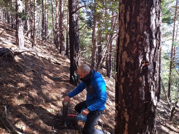 Study of Scots pine in El Moncayo (Zaragoza)