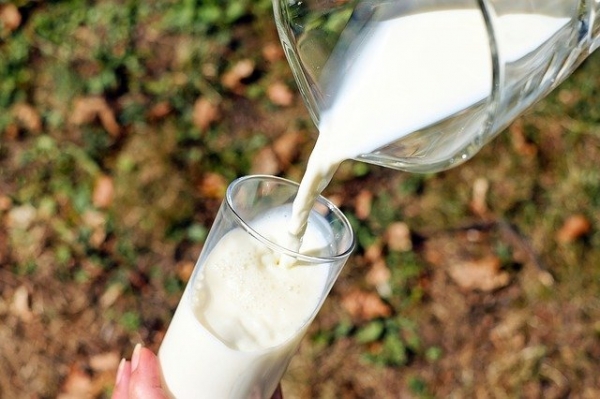 Estudian la manera de obtener leche bovina inmune para reforzar el sistema frente al covid-19.