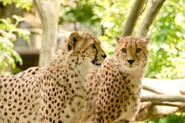 Un estudio en zoológicos muestra que el 42% de los animales ha sido infectado por el parásito ‘Toxoplasma gondii’