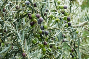 Aceitunas