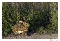 Lepus granatensis; Corredor Verde; Aznalcázar, Sevilla | Fotografía de Jacinto Román