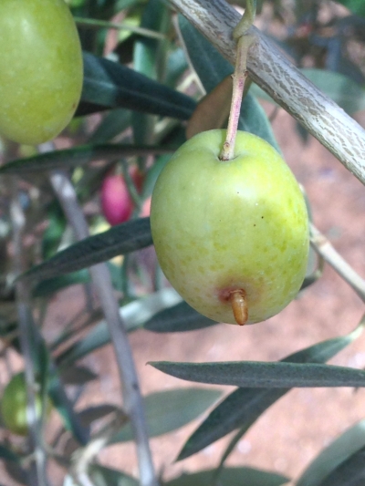 Aceituna afectada por la &#039;mosca del olivo&#039;